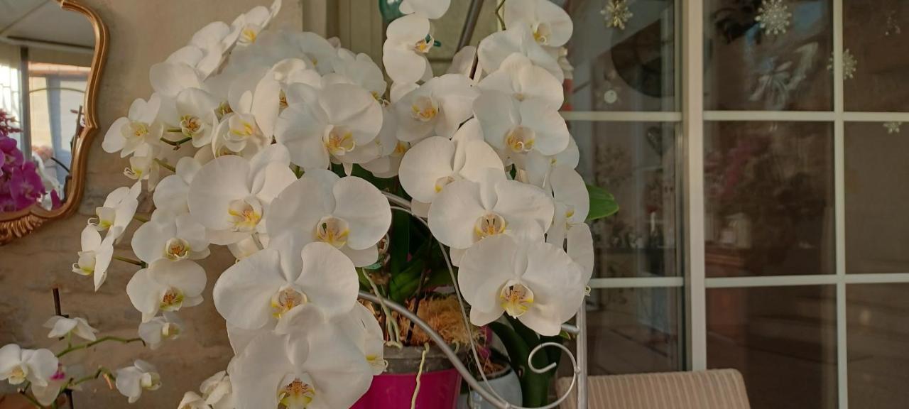 Les Orchidees Chambre Hotes Futuroscope Chasseneuil Poitiers Jaunay-Clan Dış mekan fotoğraf