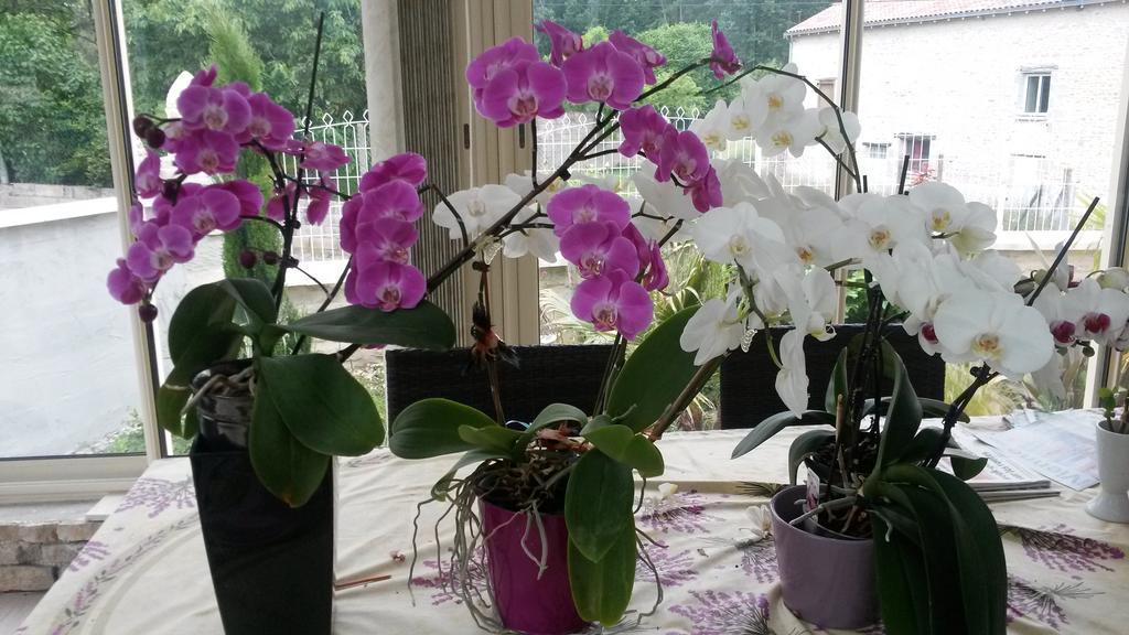 Les Orchidees Chambre Hotes Futuroscope Chasseneuil Poitiers Jaunay-Clan Dış mekan fotoğraf